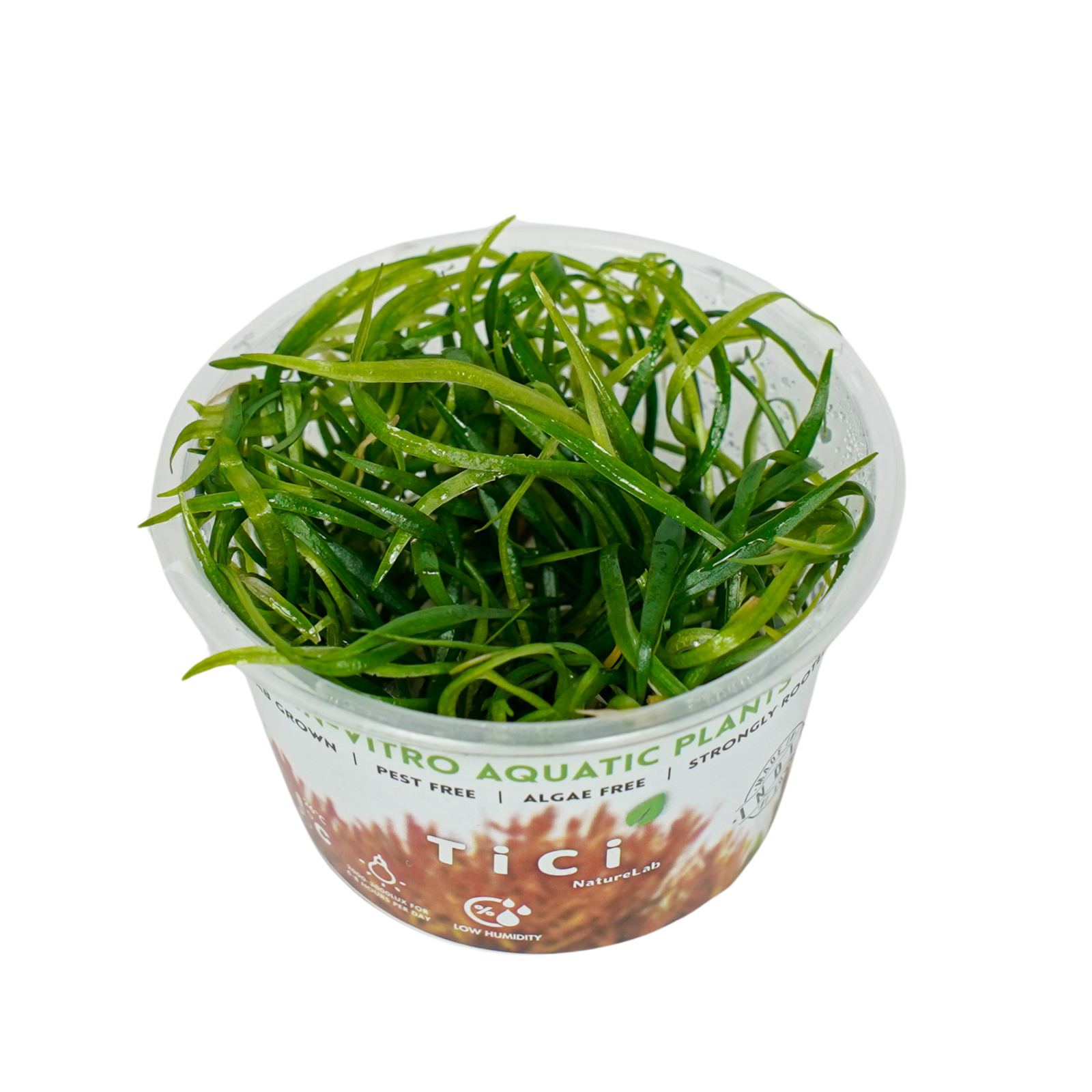 Echinodorus tenellus 'Broad Leaf' (Small Pot)