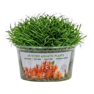 Helanthium tenellum 'Micro'