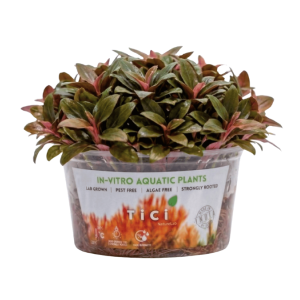 Lagenandra keralensis