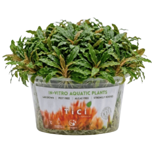 Lagenandra meeboldii 'Green'