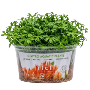 Ranunculus inundatus