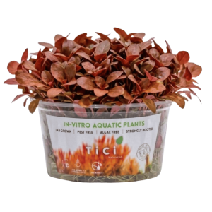 Samolus parviflorus 'Red'