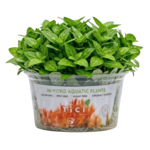 Staurogyne sp. 'Porto Velho'