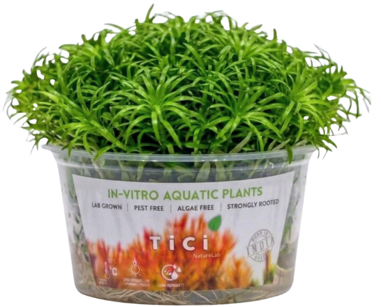 Tonina fluviatilis