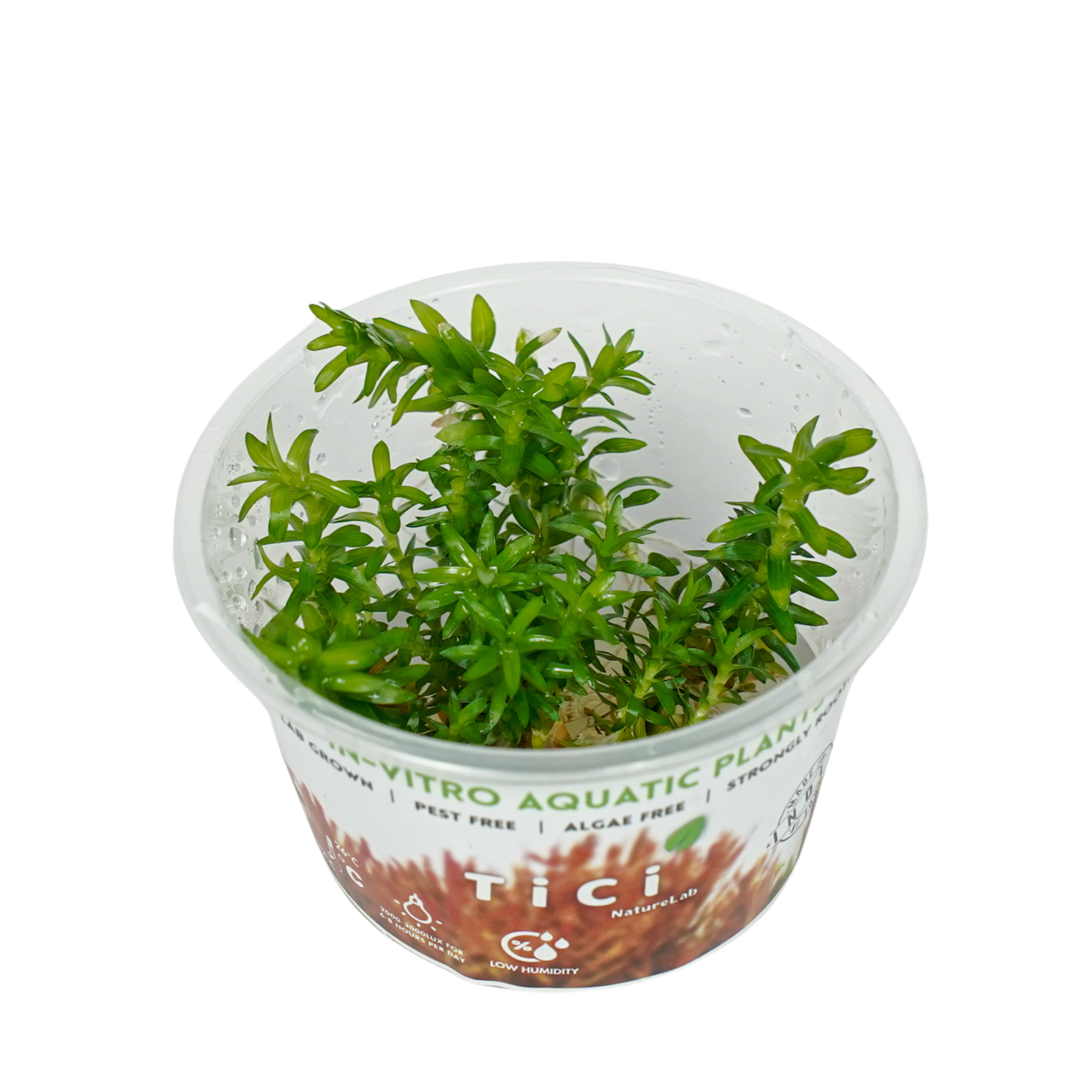 Tonina fluviatilis (Small Pot)