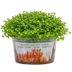 Hemianthus micranthemoides