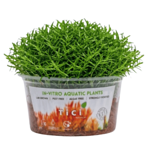 Rotala sp. 'Ceylon (439)'