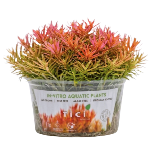 Rotala sp. 'Nanjenshan'