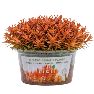 Rotala ramosior 'Florida'