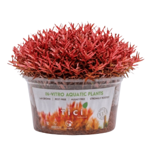 Rotala rotundifolia 'Vietnam'