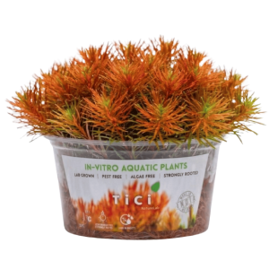 Rotala sp. 'Bangladesh'