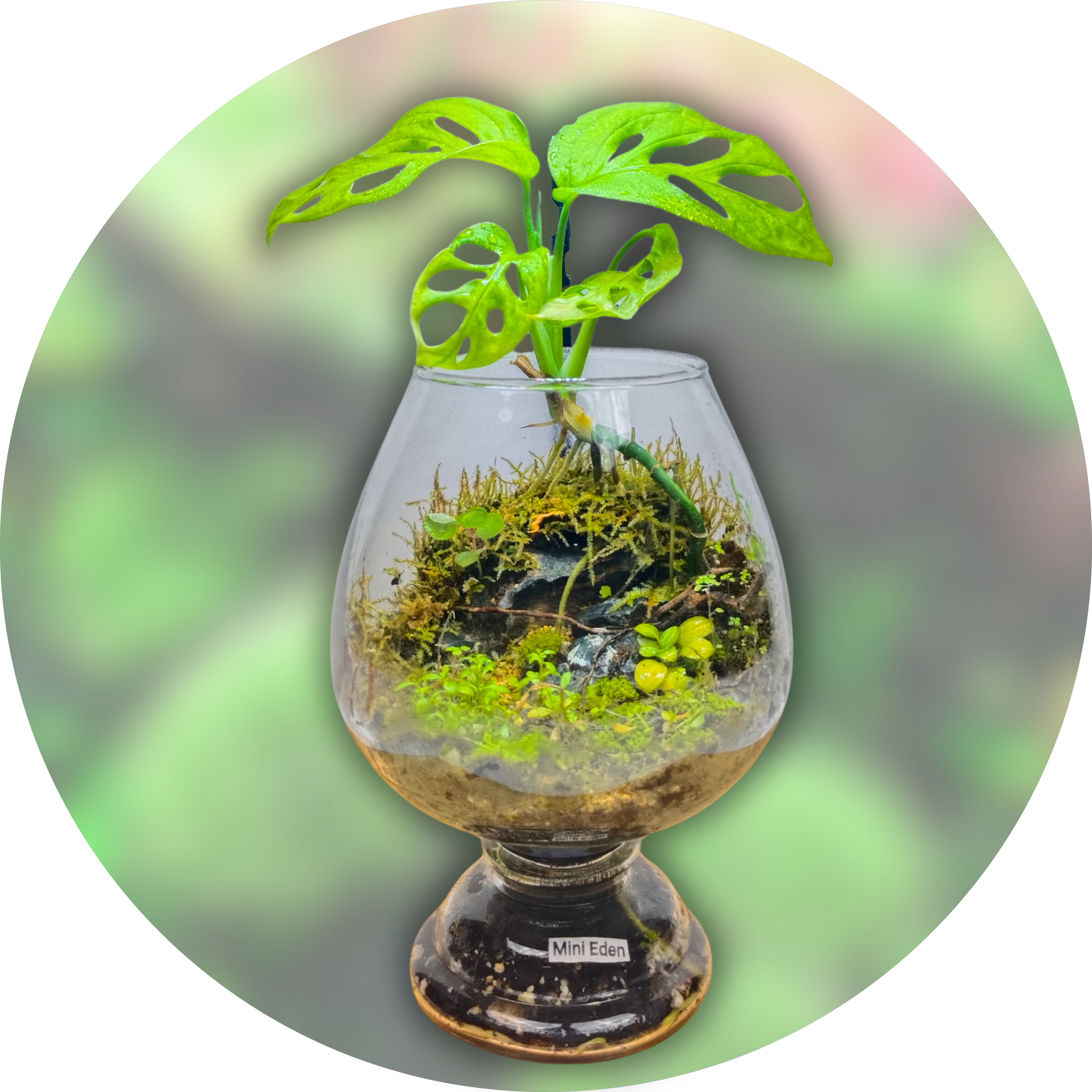 Terrarium